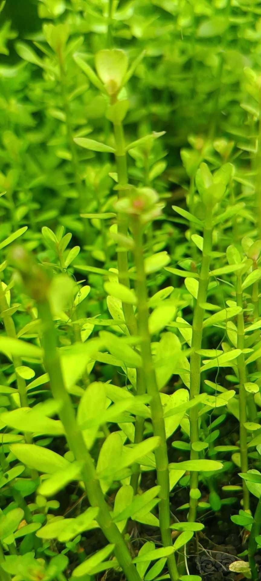 最新福利草草，自然美景之旅，探尋內(nèi)心平和與喜悅的旅程