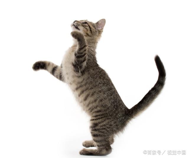 貓咪最新跳轉(zhuǎn)，尋找內(nèi)心平靜的奇妙冒險(xiǎn)之旅