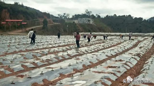 信宜最新肺炎，理解、應(yīng)對(duì)與關(guān)愛(ài)