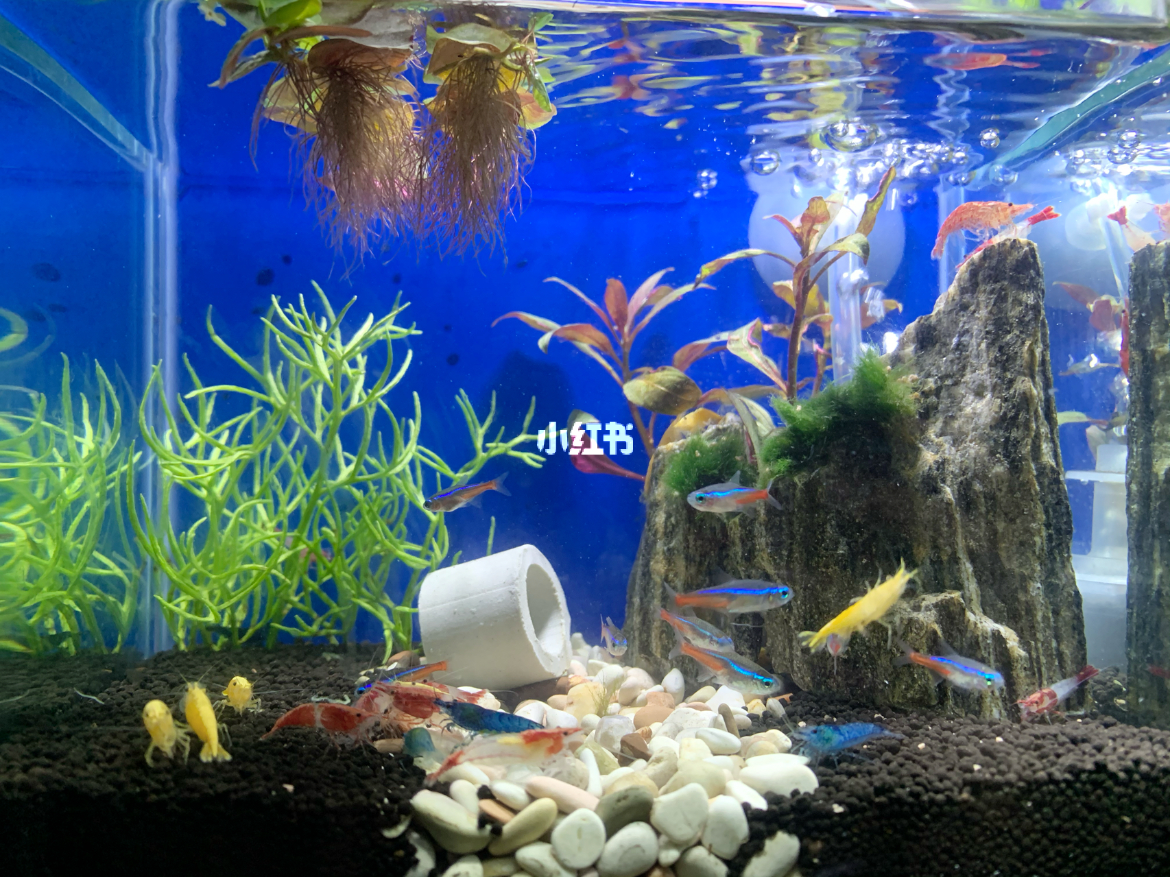 最新魚(yú)缸圖片，水族美學(xué)的時(shí)代變遷欣賞