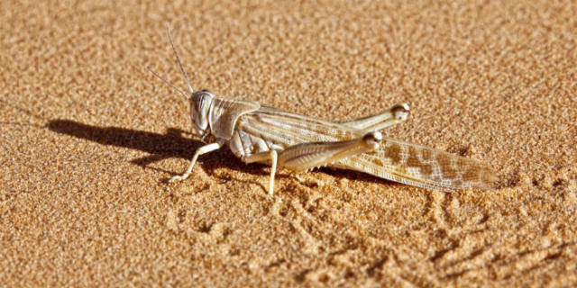 蝗災(zāi)最新動(dòng)態(tài)，科技先鋒引領(lǐng)抗災(zāi)新時(shí)代