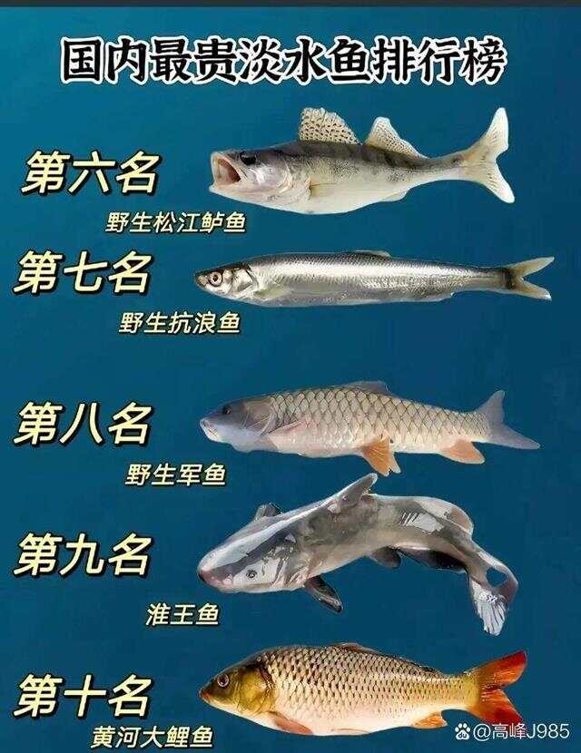 青魚國產最新論述，探索與解析