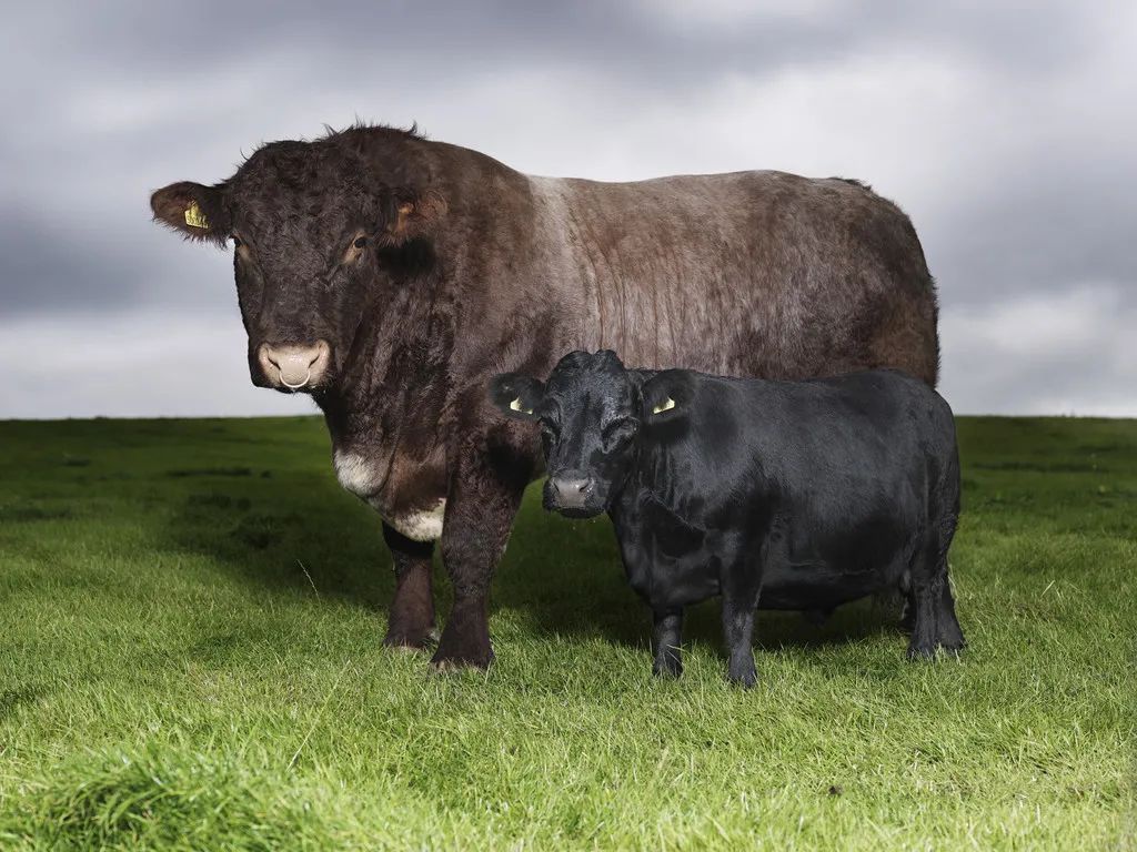 小巷隱藏寶藏，探訪特色小店，領(lǐng)略最牛最新魅力之旅