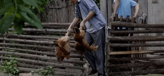 最新版偷雞，從變化中學(xué)習(xí)，擁抱自信，成就非凡之路