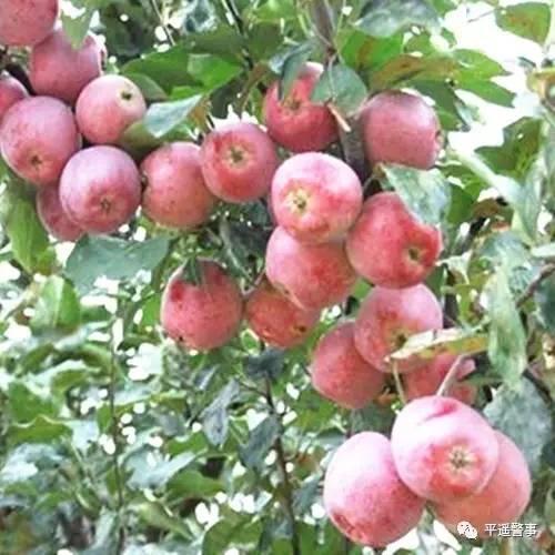 西太后愛心包最新系列，時尚與慈善的完美結合，展現(xiàn)獨特魅力風采