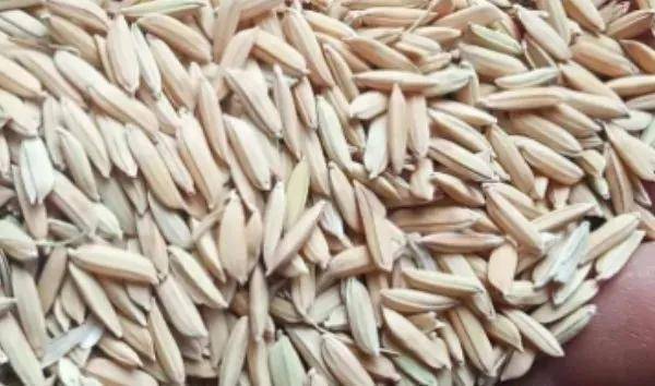 夏鳴星谷子最新科技，點(diǎn)亮生活，科技璀璨引領(lǐng)未來(lái)