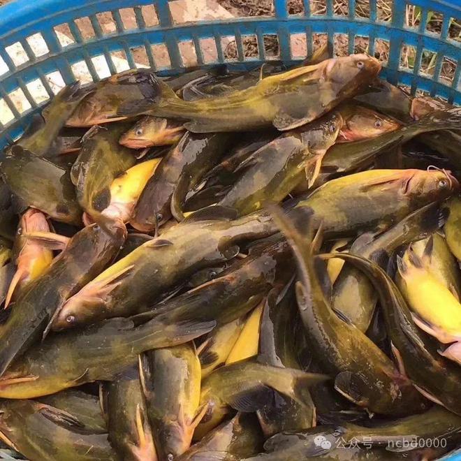 黃顙魚最新報(bào)價(jià)大全，專業(yè)指南與實(shí)時(shí)更新