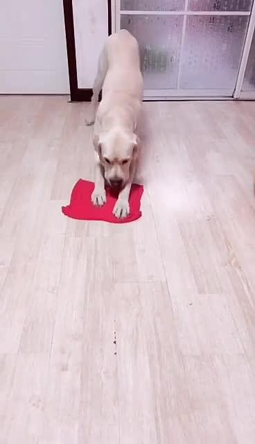 最新狗小視頻，溫馨日常故事